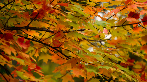 Homeowners: Planning Ahead for Fall Repairs | Cressy & Everett